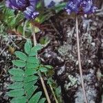 Oxytropis montana