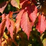 Acer cissifolium 叶