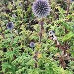 Echinops bannaticus花