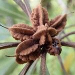 Pittosporum cherrieri Fruit