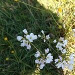 Cardamine pratensisFlower