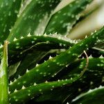 Aloe aristata Blatt