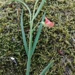 Lathyrus sphaericus Flower