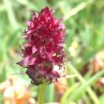Gymnadenia nigra Other
