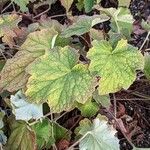 Heuchera villosa Lehti