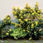 Berberis aquifolium Habitus