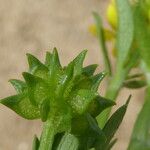 Ranunculus muricatus Fruit