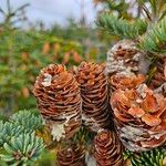 Abies koreana Hedelmä