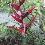 Heliconia tortuosa Flor