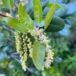 Quercus chrysolepis Virág