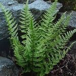 Dryopteris tyrrhena आदत