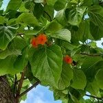 Cordia subcordata Blüte