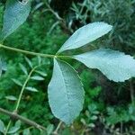 Bupleurum fruticosum Leaf