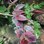 Begonia brevirimosa Habit