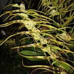 Brassia caudata Cvet
