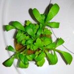 Lepidium sativum List