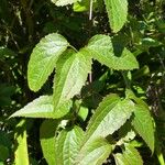 Clematis mauritiana Leaf