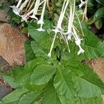 Nicotiana sylvestris Tervik taim