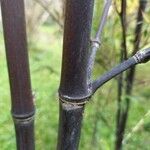 Phyllostachys nigra Corteccia