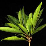 Miconia poeppigii Leaf