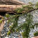 Picea mariana Blatt