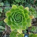 Aeonium arboreumᱥᱟᱠᱟᱢ