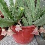 Huernia macrocarpa Lapas