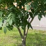 Juglans mandshurica पत्ता