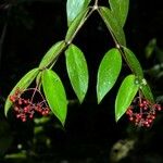 Notopleura epiphytica Diğer