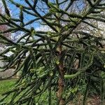 Araucaria araucana Blad