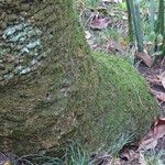 Encephalartos lehmannii പുറംതൊലി