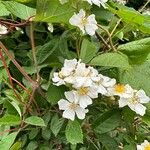 Rosa multiflora Bloem