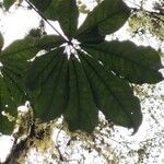 Schefflera digitata Hoja