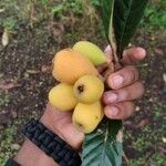 Rhaphiolepis bibasFruit