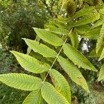 Platycarya strobilacea 叶