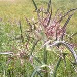 Notobasis syriaca 其他