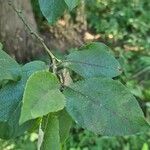 Pourthiaea villosa Blatt