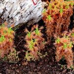 Drosera scorpioides Habit