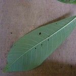 Isertia spiciformis Leaf