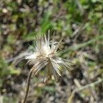 Tridax procumbens Frutto