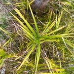 Carex muskingumensis ഇല