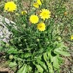 Crepis sanctaFiore