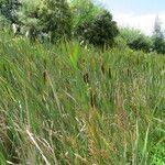 Typha orientalis Elinympäristö