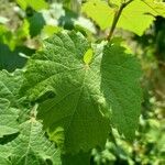 Vitis vinifera ഇല