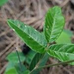 Desmodium incanum Leaf