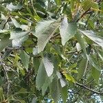 Quercus muehlenbergii برگ