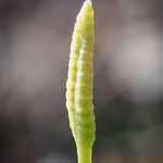 Ophioglossum californicum Flower