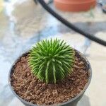 Euphorbia susannae Feuille