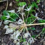 Allium unifolium Fruto