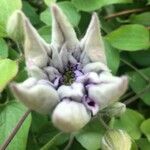 Clematis florida Kvet